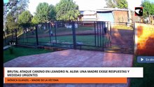 Brutal ataque canino en Leandro N. Alem: una madre exige respuestas y medidas urgentes