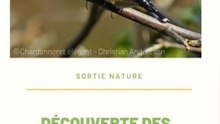 Coulon