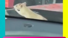 ¡RATA ATACA AUTO EN MONTERREY! Momentos de terror en pleno tráfico