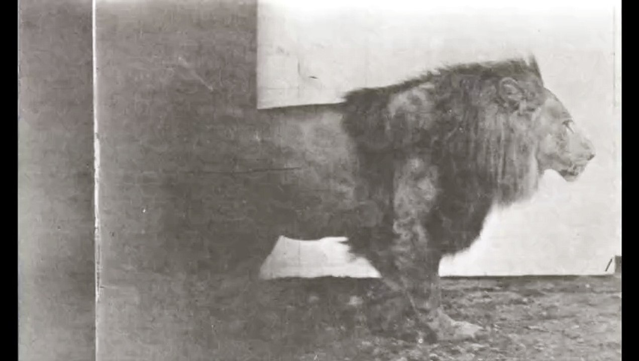 Lion Walking 2 (1887) Eadweard Muybridge
