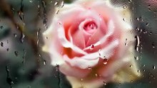 motion2Fast_soft_feminine_aesthetic_video_pastel_pink_roses_be_0