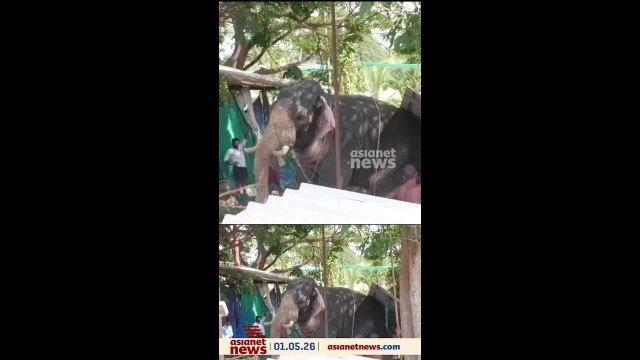 ഇടഞ്ഞ ആനയുടെ ദൃശ്യങ്ങൾ പകർത്തുന്നതിനിടെ ക്യാമറയ്ക്ക് നേരെ കല്ലെറിഞ്ഞ് ആന പാപ്പാൻ