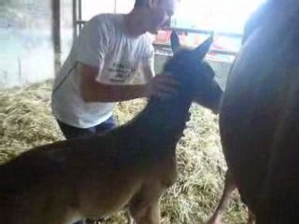 Linotte de Sohan x Ogano Sitte