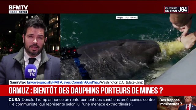 Guerre au Moyen-Orient: l'Iran envisagerait d'utiliser des dauphins porteurs de mines pour percer le blocus américain dans le détroit d'Ormuz