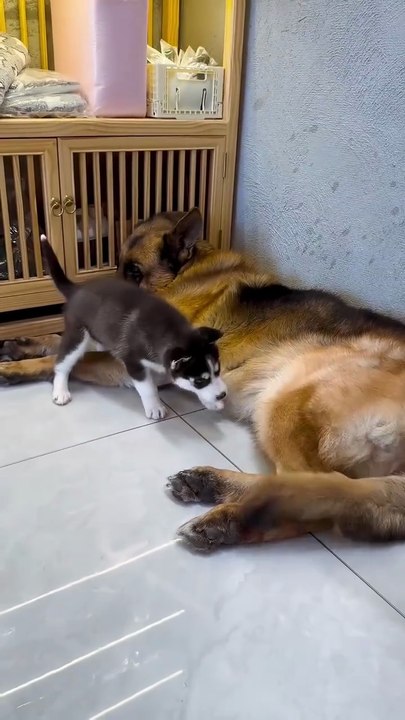 Funny German shepherd dog 🐾🐶🤣🤣🤣🤣🤣🤣🤣WAIT FOR END 👇