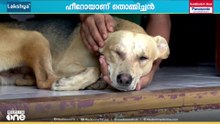 മൂർഖനോട് പൊരുതി വീട്ടുകാരെ രക്ഷിച്ചു; വാകത്താനത്തെ ഹീറോയായി തൊമ്മിച്ചൻ