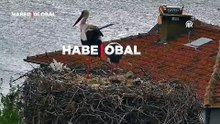 Yuva şenlendi: Yaren leyleğin yavruları yumurtadan çıktı