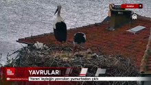 Yaren leyleğin yavruları yumurtadan çıktı