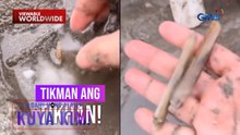 Seashell na tila nagtatago sa ilalim ng buhangin, tikman! | Dami Mong Alam, Kuya Kim!