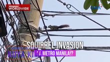 Squirrels, namataan na nagkalat sa ilang poste at puno sa Metro Manila! | Dami Mong Alam, Kuya Kim!
