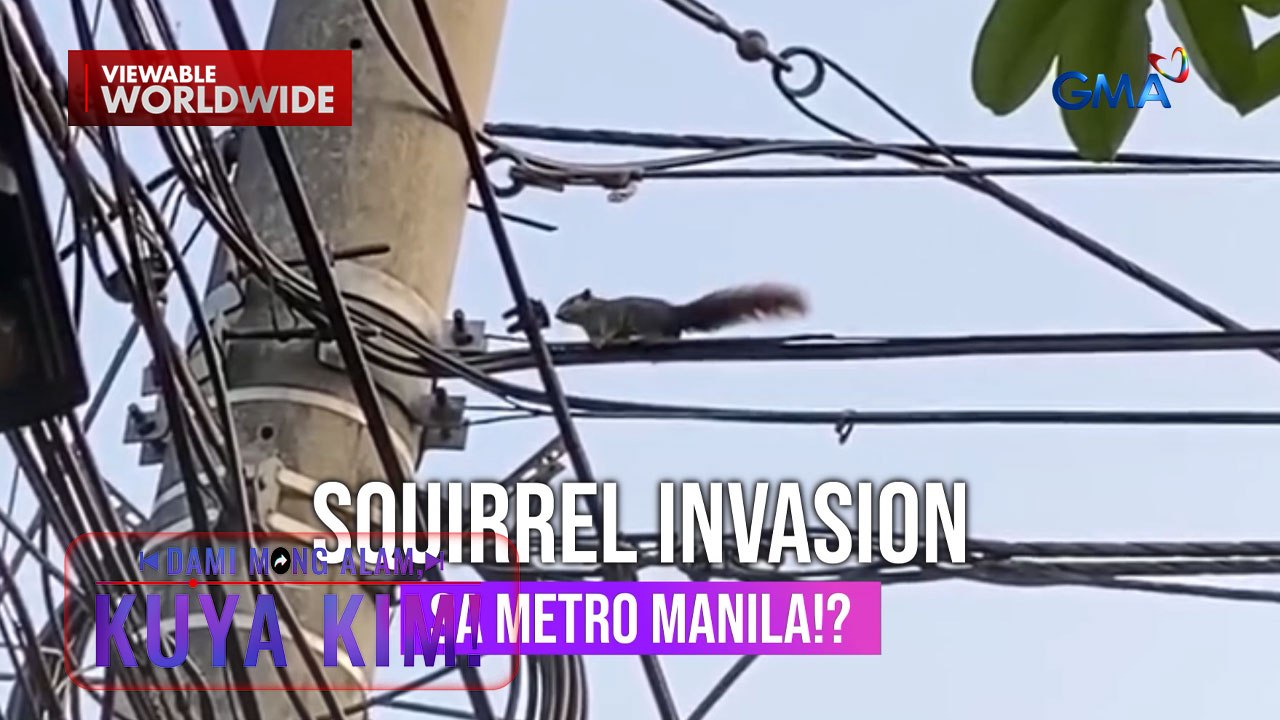 Squirrels, namataan na nagkalat sa ilang poste at puno sa Metro Manila! | Dami Mong Alam, Kuya Kim!