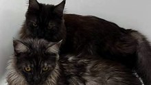 Welcome to the bathroom... Your cats are already here :) #cat #funnycats #catlover