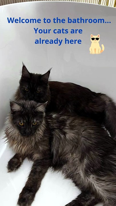 Welcome to the bathroom... Your cats are already here :) #cat #funnycats #catlover
