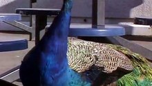 ...Heres ...Looking ...at ...You ...Kid ...Movie ...Classic [Full Movie] [Full Story]Full EP - Full