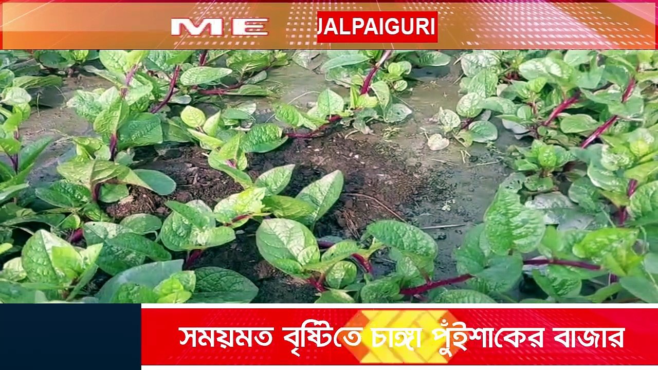 সময়মতো বৃষ্টিতে চাঙ্গা পুঁইশাকের বাজার, লাভের আশায় চাষিরা