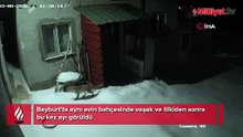 Yine aynı ev! Vaşak ve tilkiden sonra bu kez ayı görüldü