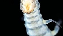 The Maggot Truth That Solves Murders