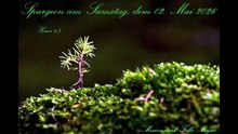 Spurgeon am Samstag, dem 02. Mai 2026, zu Hosea 6,3