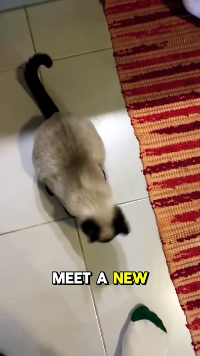#Cats #PetNutrition #CatCare #Petscare #petsusa