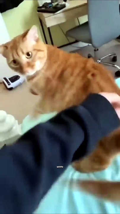 #Cats #PetNutrition #CatCare #Petscare #petsusa