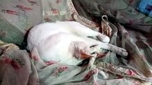 Sweet cat