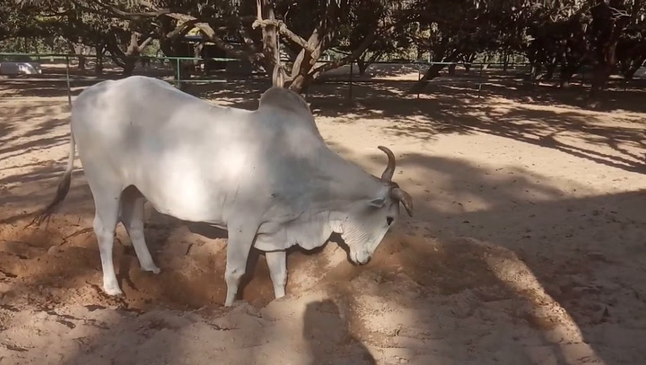 Meet the rescued bull named in honour of Sir David Attenborough ahead of his 100th birthday