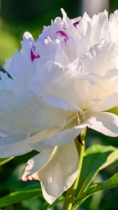 How to Divide and Transplant Peonies,