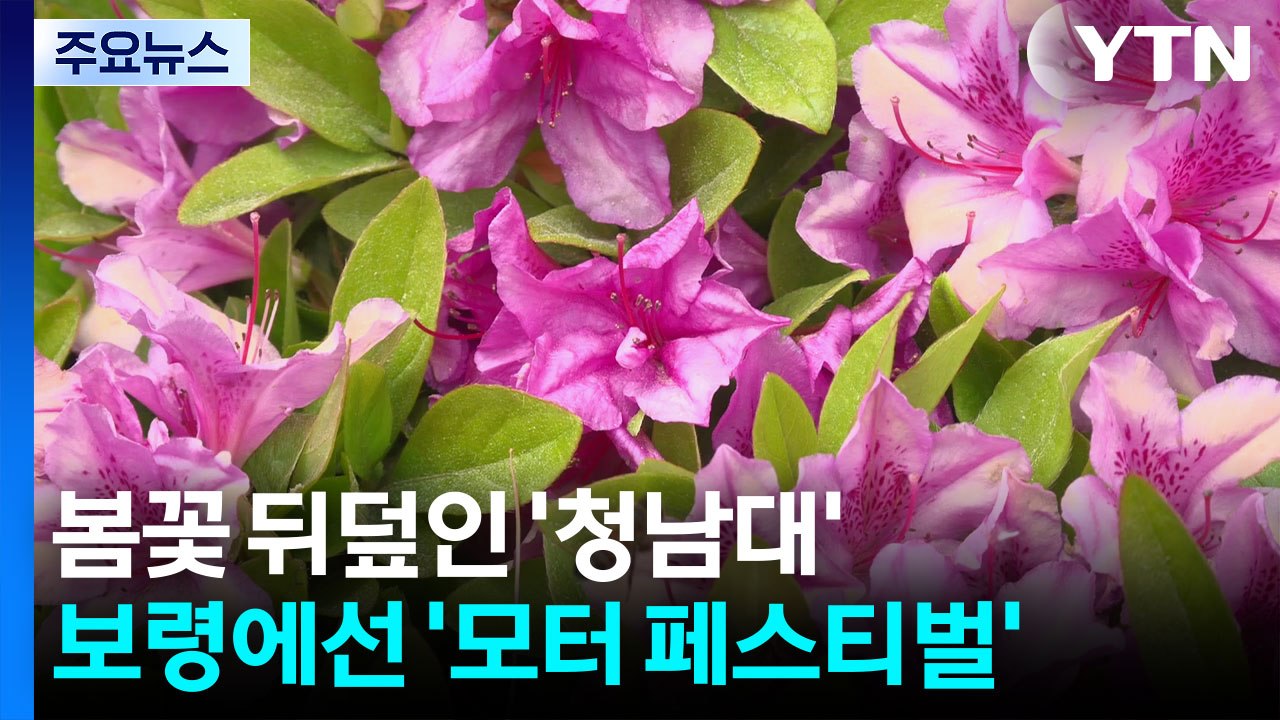 봄꽃 뒤덮인 '청남대'...보령에선 '국제 모터 페스티벌' / YTN