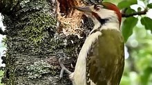 Wood peaker birds making nest in the tree