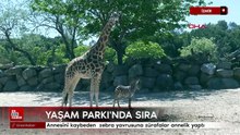 İzmir 'de annesini zebra yavrusuna zürafalar annelik yaptı