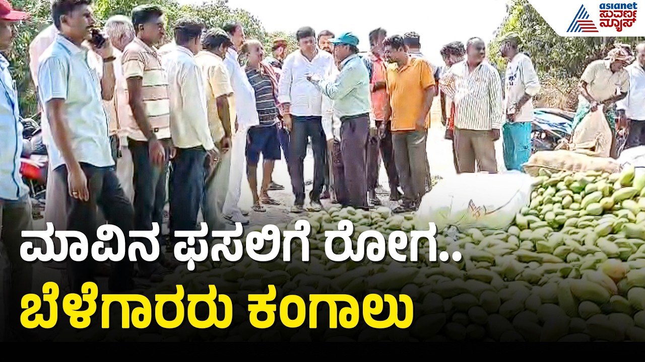 ಮಾವಿನ ನಾಡಿನಲ್ಲಿ ಬಿಸಿಲಿನ ಹಾವಳಿ: ಒಣಗಿ ಉದುರಿದ ಮಾವಿನ ಫಸಲು | Kolar Mango Farming | Karnataka Heatwave