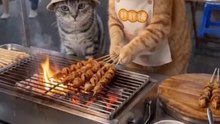 The Feline Grill Master at the Night Market