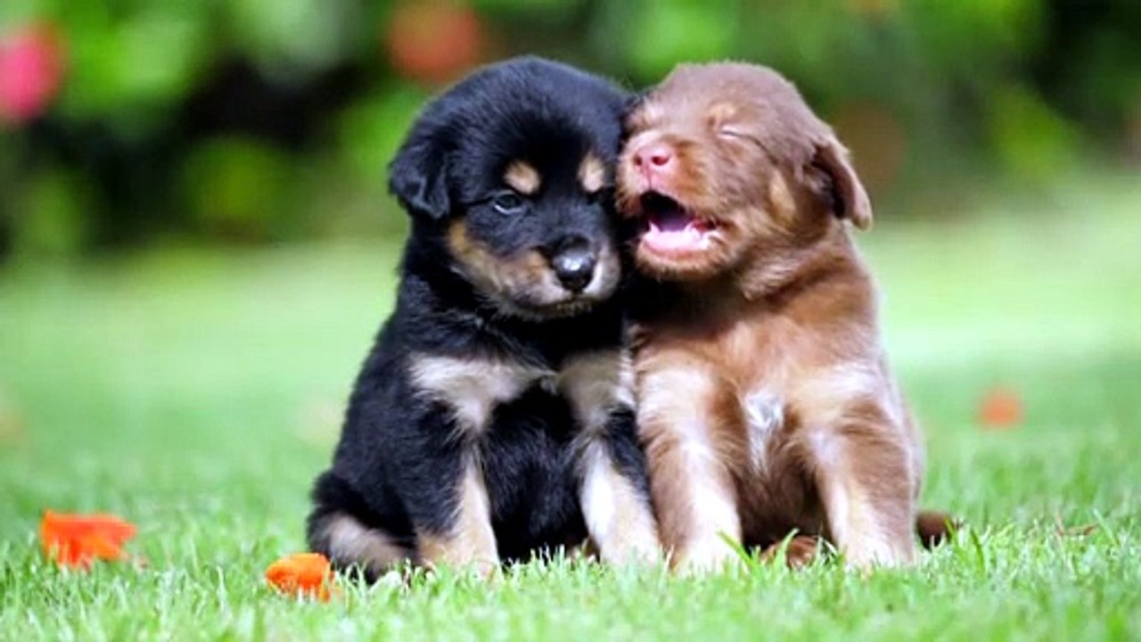 baby_dog13