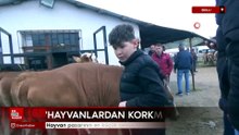 Bolu'da hayvan pazarının en küçük celepçisi kurbanlık satıyor