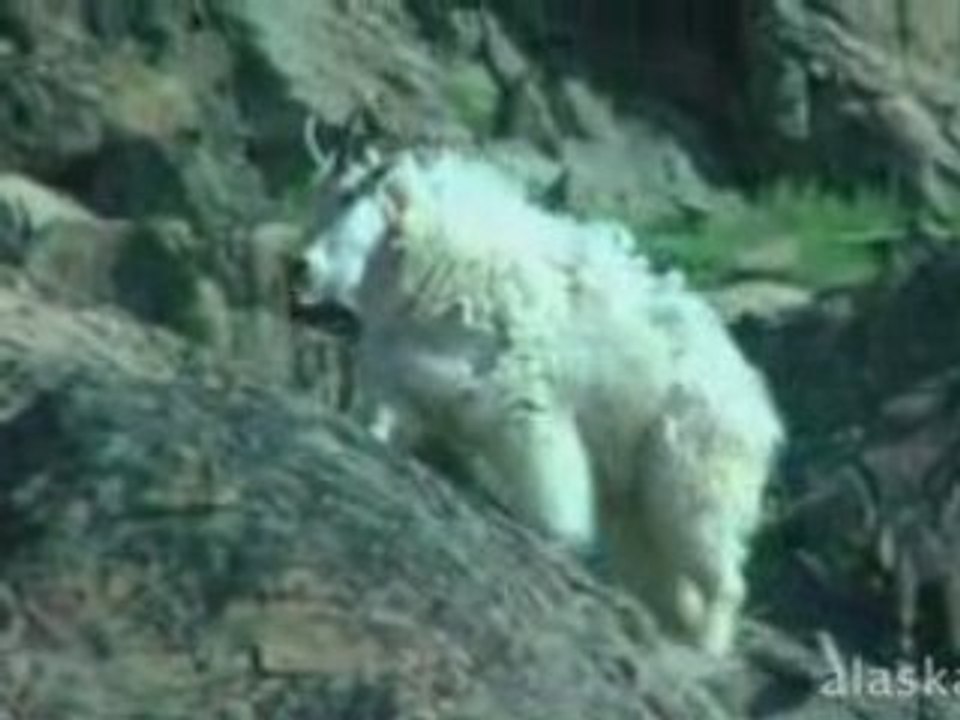 Alaska.org - Juneau City & Mendenhall Glacier Tour - ...