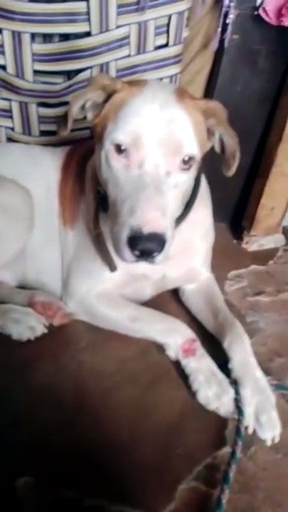 Angry Dog Refuses to Eat Roti 😡😡😡 |   Funny Pet Tantrum