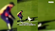 Se cuela un perro en un partido de la Liga Argentina... ¡y se pone a 'regatear' a todo el mundo!