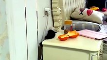 The Great Escape: From Behind the Curtains to a Surprise Smile!"