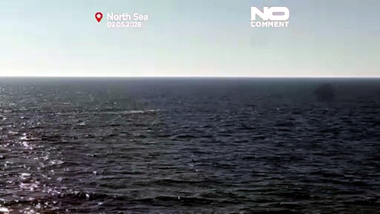 Allemagne : la baleine à bosse échouée relâchée dans la mer du Nord