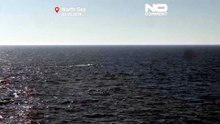 Megattera arenata in Germania liberata nel Mare del Nord