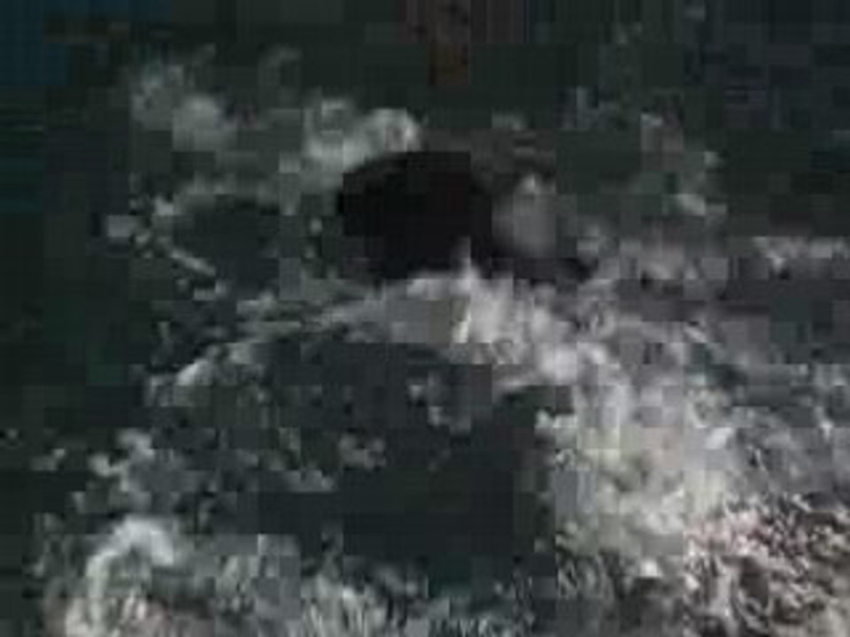 nutrias en el oceanario