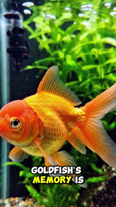 .2 Mind-Blowing Facts About Goldfish! 🧠👀 #wildlife #animalfacts #amazingfacts #goldfish