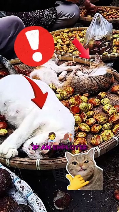 These Cats Turned a Market Stall Into a Bed