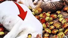 These Cats Turned a Market Stall Into a Bed