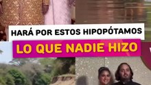 El hijo de los Ambani hará por estos hipopótamos lo que nadie hizo