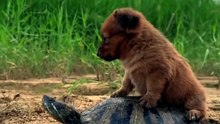 أبطأ وسيلة نقل في  العالم🐢🐶