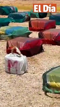 Caen ocho por cargamento de 1,670 paquetes de cocaína en Pedernales