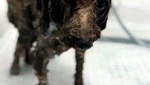 من كلب مبلل إلى كرة صوف.. رحلة الاستحمام المذهلة  🚿🐶✨