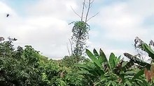 GRALHÃO DA AMAZONIA