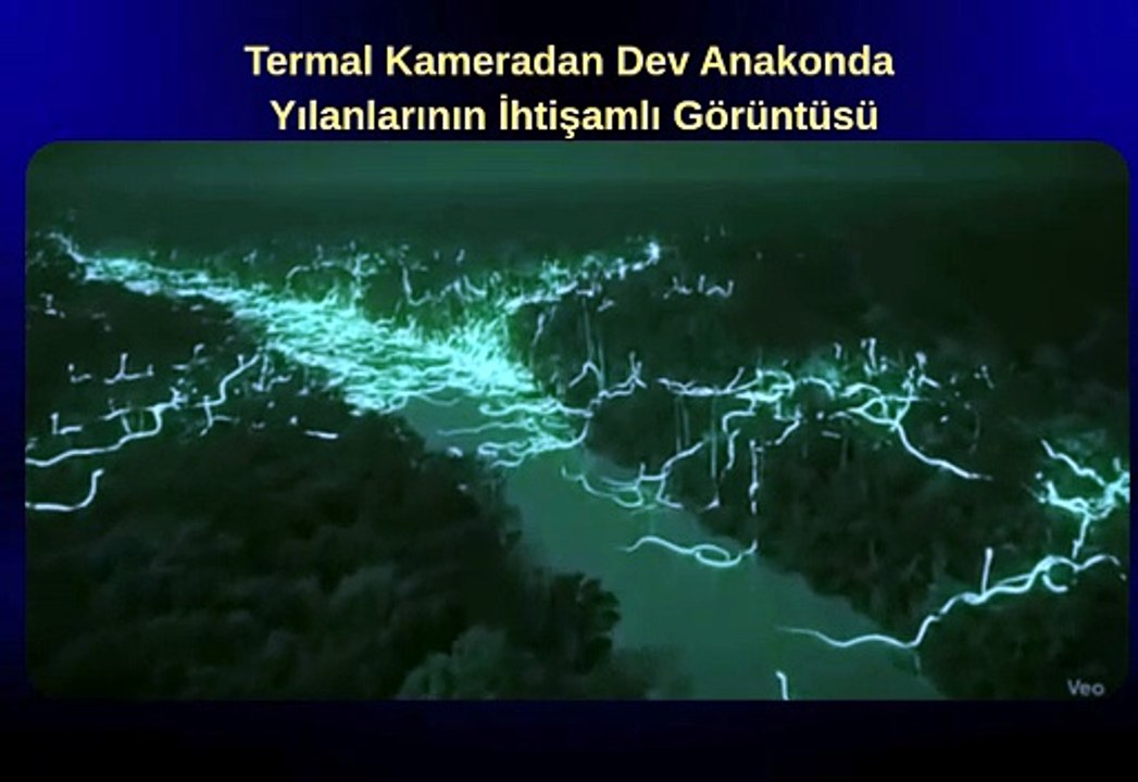 Amazon’un Dev Avcısı: Yeşil Anakonda’nın Gizemli Yaşamı
